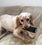 Radios to the Rescue for Teckels Animal Sanctuary