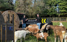 Buttercups Sanctuary for Goats Upgrade to the Motorola T82 Extreme